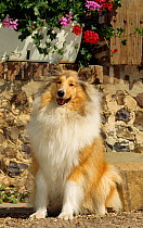 Domestic dog, Rough coated Collie / Scottish Collie, sitting portrait, France