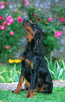 Domestic dog, Gordon Setter, adult sniffing the air in garden, France