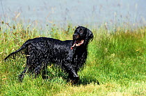 Domestic dog, Gordon Setter, adult coming out of water, soaking wet, France