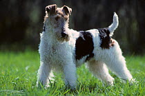 Domestic dog, Wire haired Fox Terrier, standing portrait, France
