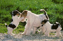 Domestic dog, Wire haired Fox Terrier, female playing with puppies in garden, France