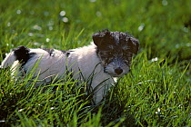 Domestic dog, Wire haired Fox Terrier, puppy in long grass, France