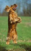 Domestic dog, English Cocker spaniel, leaping into the air, France