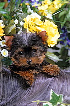 Domestic dog, Yorkshire Terrier, puppy, portrait with flowers