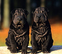 Domestic dog, Shar Pei / Chinese fighting dog, two black puppies