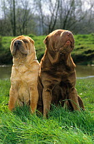 Domestic dog, Shar Pei / Chinese fighting dog, two adults sitting beside water, France
