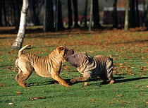 Domestic dog, Shar Pei / Chinese fighting dog, two adults play fighting on grass, France