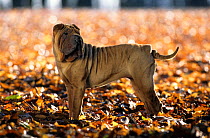 Domestic dog, Shar Pei / Chinese fighting dog, standing portrait, France