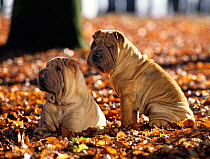 Domestic dog, Shar Pei / Chinese fighting dog, two puppies sitting amongst autumn leaves, France