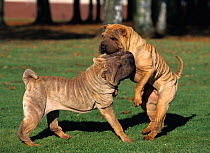 Domestic dog, Shar Pei / Chinese fighting dog, two adults play fighting, France