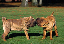 Domestic dog, Shar Pei / Chinese fighting dog, two adults play fighting, France