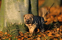 Domestic dog, Shar Pei / Chinese fighting dog, tan puppy amongst autumn leaves, France