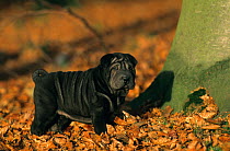 Domestic dog, Shar Pei / Chinese fighting dog, black puppy amongst autumn leaves, France