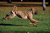 Domestic dog, Shar Pei / Chinese fighting dog, adult running, France