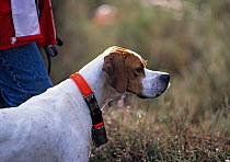 Domestic dog, English Pointer, head portrait with handler, France
