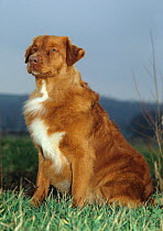Domestic dog, Nova Scotia Duck / Tolling Retriever / Little River Duck Dog / Yarmouth Toller, sitting portrait, France