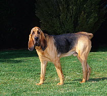 Domestic dog, Bloodhound / St. Hubert Hound, standing portrait, France