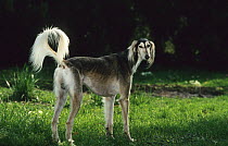 Domestic dog, Saluki / Arabian Hound / Gazelle Hound / Persian Greyhound, standing with tail raised, France