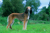 Domestic dog, Saluki / Arabian Hound / Gazelle Hound / Persian Greyhound, standing portrait on grass, France