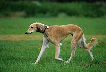 Domestic dog, Saluki / Arabian Hound / Gazelle Hound / Persian Greyhound, running, France