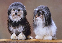 Lowchen / Little Lion dog, black and white, two sitting, one with long hair, one with short hair, France