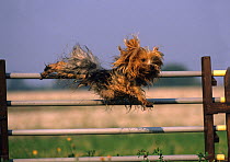 Domestic dog, Yorkshire Terrier leaping over high obstacle on agility course, France