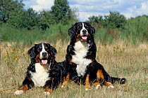 Dog, Bernese Mountain Dog, Berner Sennenhund, Bernese Cattle Dog +++ Chien, Bouvier bernois, Bouvier de Berne