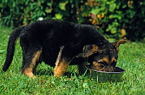 German Shepherd Dog / Alsatian, puppy feeding from bowl in garden, France