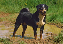 Domestic dog, Appenzeller Sennenhund / Appenzell cattle dog at water, France