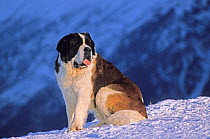 Domestic dog, St. Bernard / Alpine Mastiff, sitting portrait, Alps, France