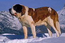 Domestic dog, St. Bernard / Alpine Mastiff, standing portrait, Alps, France