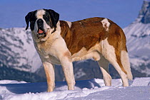 Domestic dog, St. Bernard / Alpine Mastiff, standing portrait on snow, Alps, France