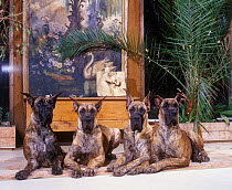 Domestic dog, Great Dane / German Mastiff, black brindle colour, ears erect, four lying down beside garden screen, France