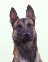 Domestic dog, Belgian Shepherd dog / Belgian Sheepdog / Malinois, head portrait, France