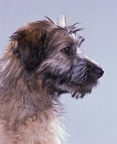 Domestic dog, Catalan sheepdog / Gos d'Atura Catalan, puppy, studio portrait