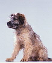 Domestic dog, Catalan sheepdog / Gos d'Atura Catalan, puppy, sitting, studio portrait