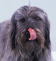 Domestic dog, Catalan sheepdog / Gos d'Atura Catalan, licking its nose, studio portrait