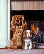 Domestic dog, Cavelier King Charles Spaniel, ruby female and blenheim puppy beside fire