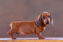 Domestic dog, smooth-haired miniature Dachshund, studio portrait