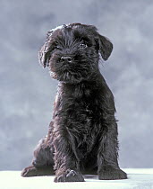 Standard Schnauzer dog, puppy, sitting portrait