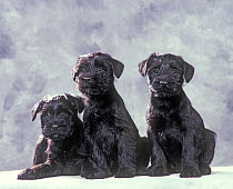 Standard Schnauzer dog, three puppies, two sitting, one lying, studio portrait