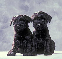 Standard Schnauzer dog, two puppies sitting, studio portrait