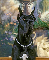 Domestic dog, Great Dane / German Mastiff, black, sitting portrait with ears erect, France