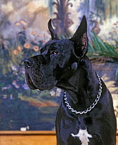 Domestic dog, Great Dane / German Mastiff, black, standing portrait with ears erect, France