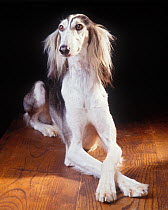 Domestic dog, Saluki / Arabian Hound / Gazelle Hound / Persian Greyhound, studio portrait, France