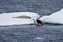 Killer Whale (Orcinus orca) spy-hopping to observe a Crabeater Seal (Lobodon carcinophagus); the whales are in search of Weddell Seals. Marguerite Bay, Antarctic Peninsula, summer. Freeze Frame book p...