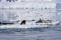 Killer Whale (Orcinus orca) spy-hopping to observe Crabeater Seals (Leptonychotes weddelli); the whales are in search of Weddell Seals. Marguerite Bay, Antarctic Peninsula, summer. Freeze Frame book p...