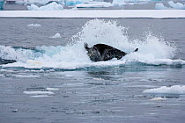 Weddell Seal (Leptonychotes weddellii) being thrown off ice by wave created by Killer Whales (Orcinus orca) using co-operative hunting strategy. Marguerite Bay, Antarctic Peninsula, summer. Freeze Fra...