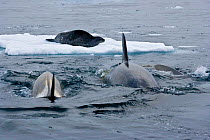 Killer Whales (Orcinus orca) approaching Weddell Seal (Leptonychotes weddellii) in preparation to knock it from the ice by creating a wave. Marguerite Bay, Antarctic Peninsula, summer. Freeze Frame bo...