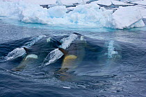 Killer Whales (Orcinus orca) create bow wave to knock Weddell Seal (Leptonychotes weddellii) from the ice; a co-operative hunting strategy. Marguerite Bay, Antarctic Peninsula, summer. Freeze Frame bo...